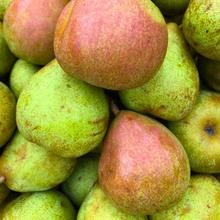 Bio Winter Birne 2.2KG von Obstland Ehlers