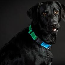 Upcycling Hundehalsband Unique M