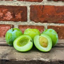 Quellin Reneklode 4KG von Obstland Ehlers