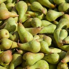 Abate Fetel Birne 2.2KG von Obstland Ehlers