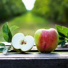 Collina Apfel 4.4KG von Obstland Ehlers