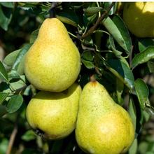 Xenia® Birne 4KG von Obstland Ehlers