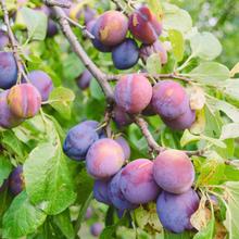 Reneklode Edelpflaume 3KG von Obstland Ehlers