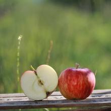 Astramel 2.2KG von Obstland Ehlers
