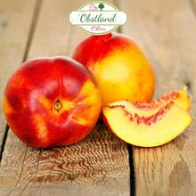 Altländer Nektarinen 900g von Obstland Ehlers