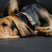 Upcycling Hundehalsband Unique S