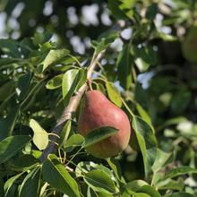 Clapps Liebling Birne 4KG von Obstland Ehlers