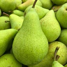 Cepuna Birne 8KG von Obstland Ehlers