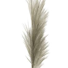 Pampasgras Grau 2-tlg. Set von Gift Company