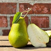 Gellerts Butterbirne 8KG von Obstland Ehlers