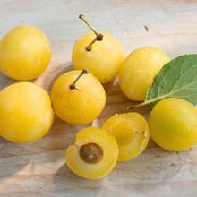 Mirabellen 2KG von Obstland Ehlers