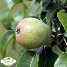 Gräfin von Paris Birne 4KG von Obstland Ehlers