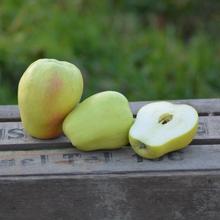 Glockenapfel 4KG von Obstland Ehlers