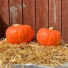 Hokkaido Kürbis Amoro 1.5kg von Obstland Ehlers