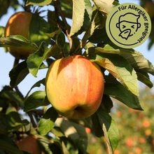 Finkenwerder Herbstprinz Apfel 8Kg von Obstland Ehlers