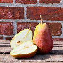 Gräfin Gepa 8KG von Obstland Ehlers