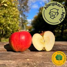 Altländer Pfannkuchenapfel Streuobst 4KG von Obstland Ehlers