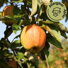 Finkenwerder Herbstprinz Apfel 2.2Kg von Obstland Ehlers